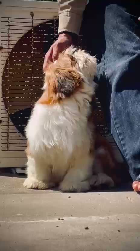 Shih Tzu | Black Color, farm video
