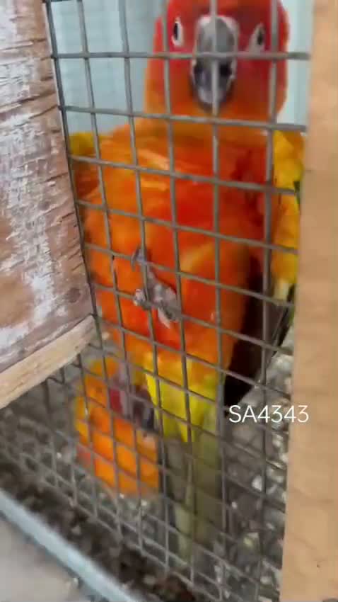 Sun Conure, farm video