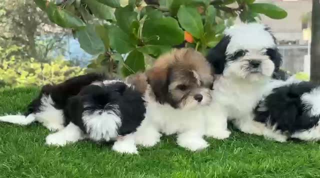 Shih Tzu | Black Color, farm video
