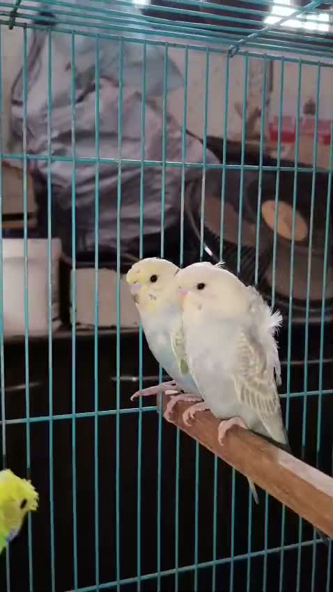 Budgies | Fallow, farm video