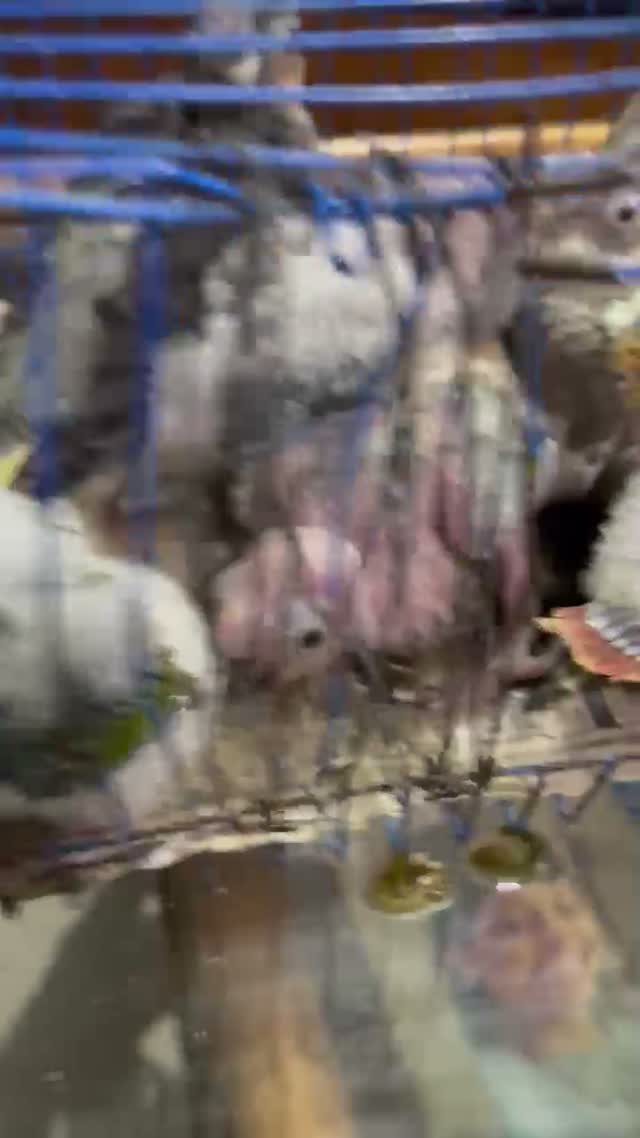 Sun Conure, farm video