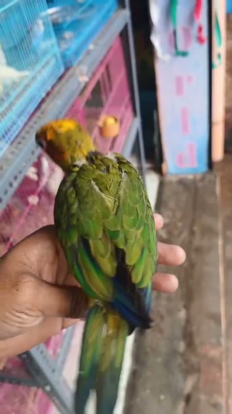 Sun Conure, farm video