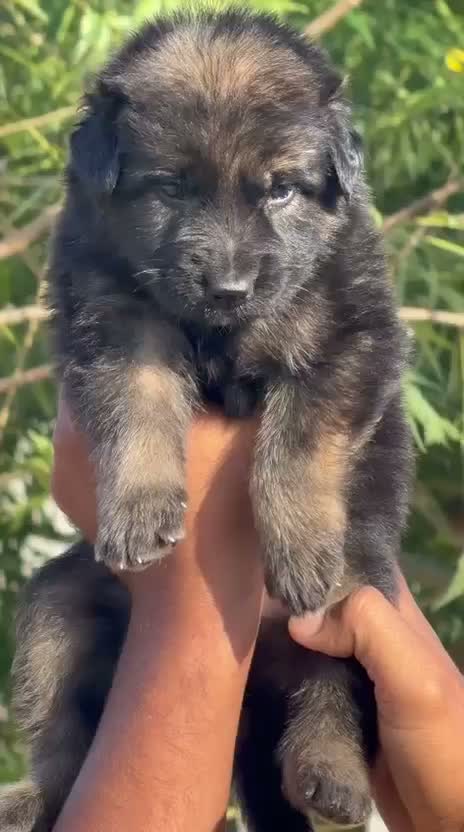 German Shepherd Puppy, farm video