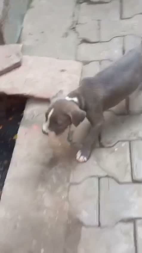 American Bully Pocket Size Puppy, farm video