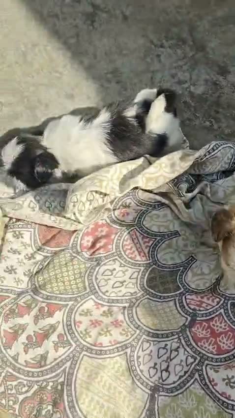 Shih Tzu | Black Color, farm video