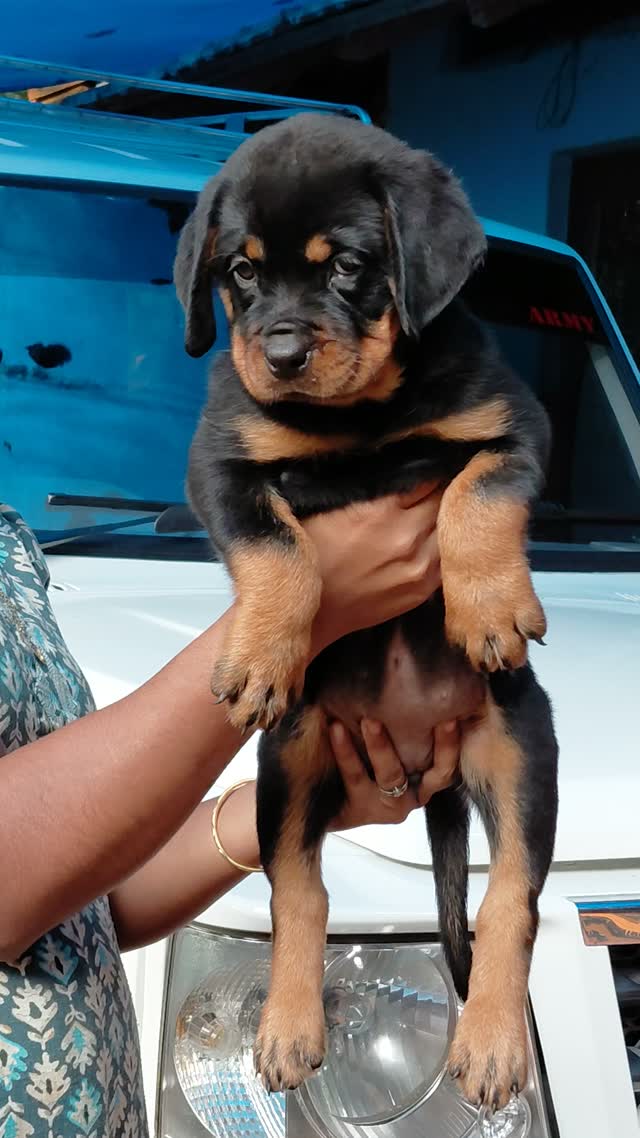 Rottweiler Puppy, farm video