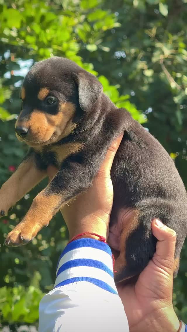 Doberman Pinscher Puppy | Brown & Tan, farm video