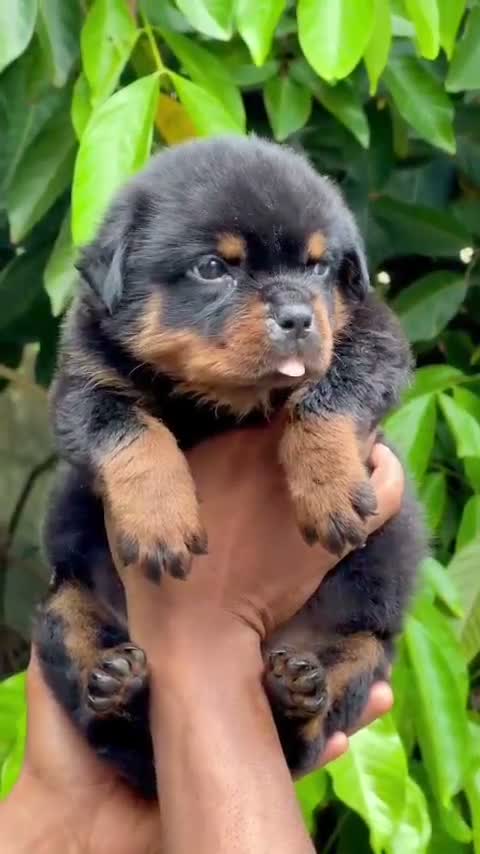 Rottweiler Puppy, farm video