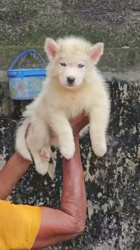 Siberian Husky Puppy | Black & White Color, farm video