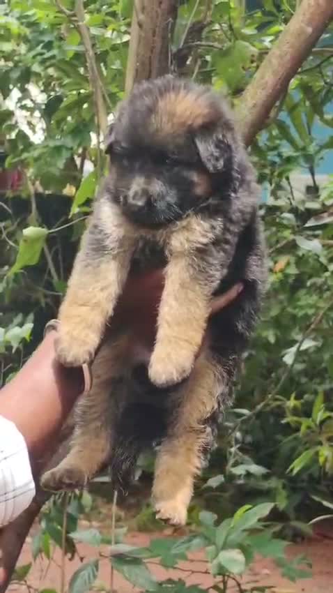 German Shepherd Puppy, farm video
