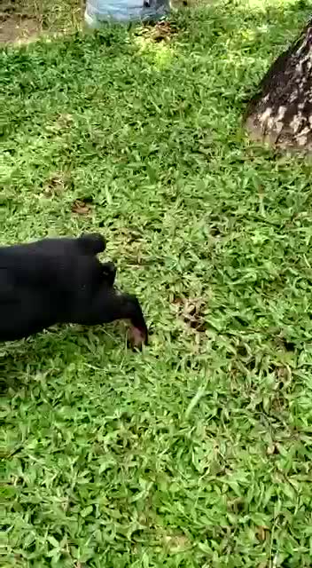 Doberman Pinscher Puppy, farm video