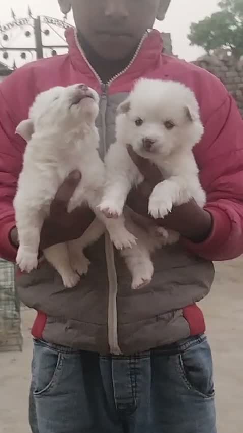 Pomeranian Puppy, farm video