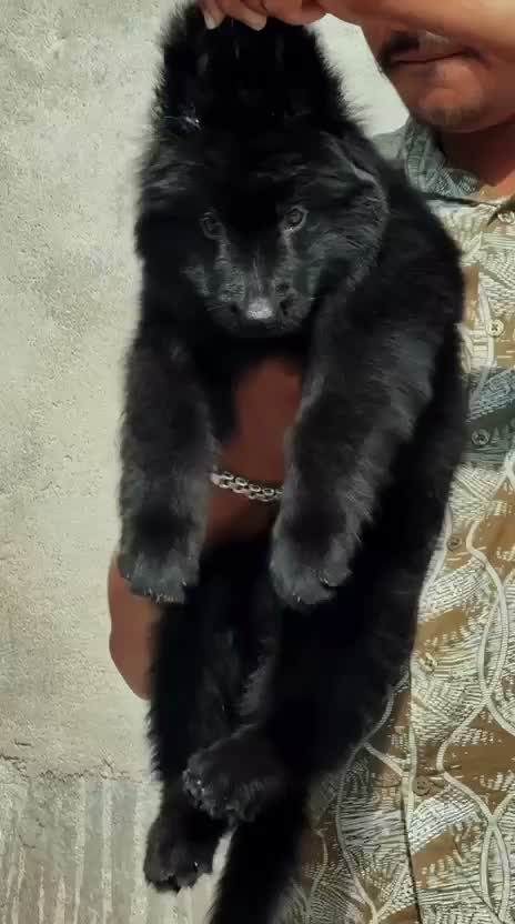German Shepherd Puppy, farm video