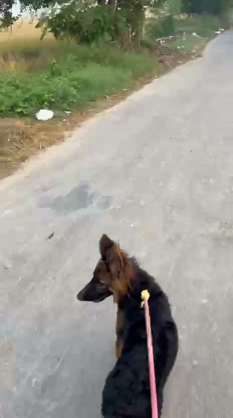 German Shepherd Puppy, farm video