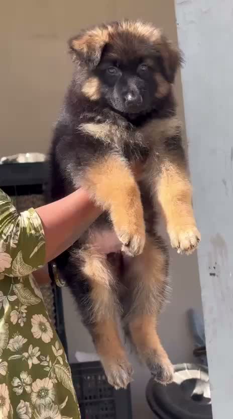 German Shepherd Puppy, farm video
