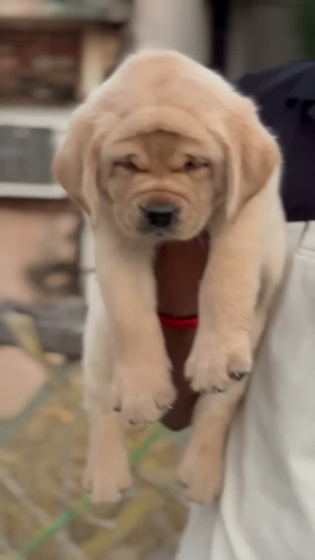 Beagle Black & Tan Puppy, farm video