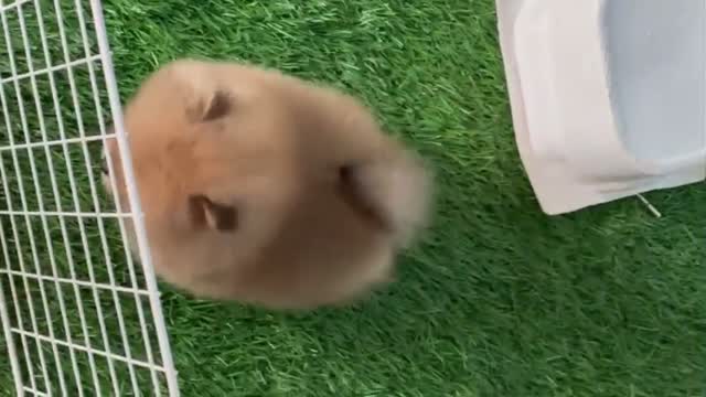 Toy Poodle Puppy, farm video