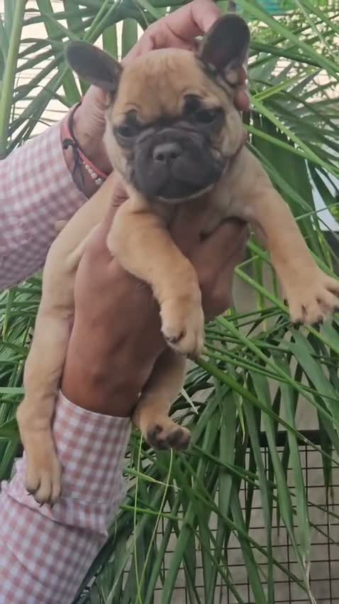 French Bulldog Puppy, farm video