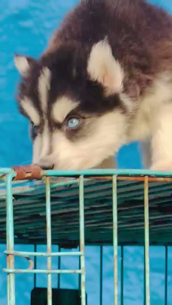Siberian Husky Puppy | Black & White Color, farm video