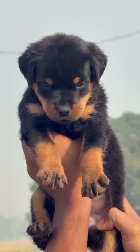 Rottweiler Puppy, farm video