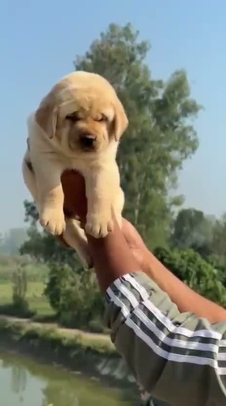 Beagle Black & Tan Puppy, farm video