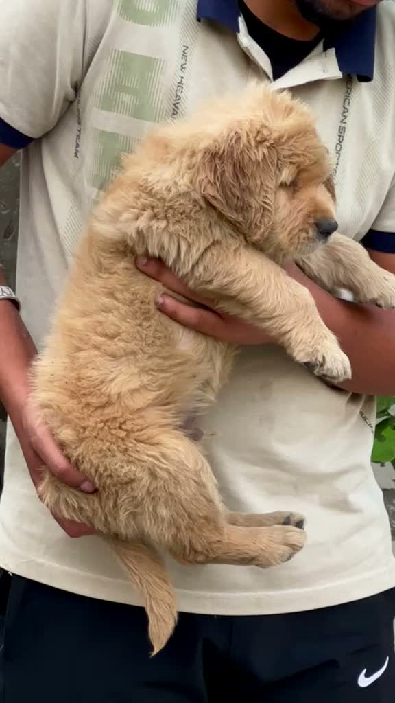 Golden Retriever, farm video