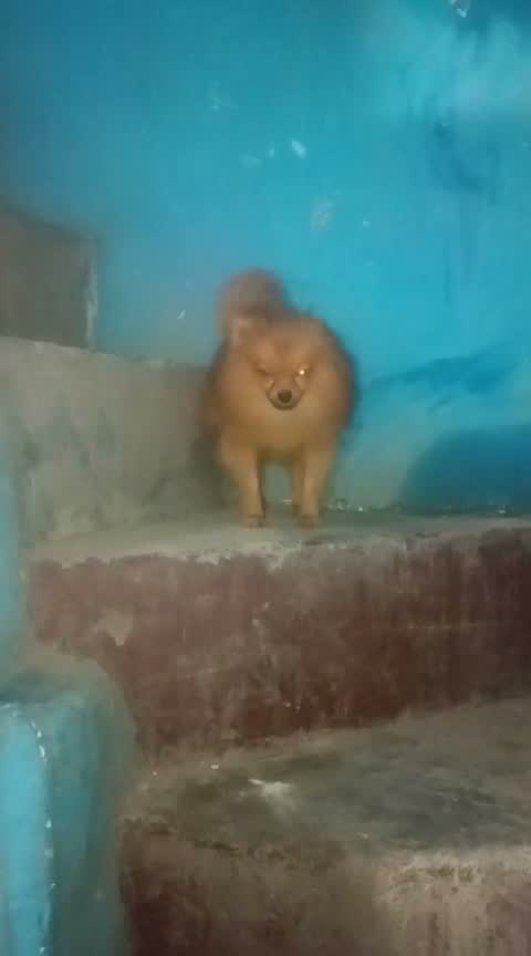 Toy Poodle Puppy, farm video