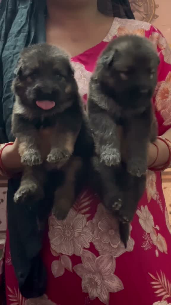 German Shepherd Puppy, farm video