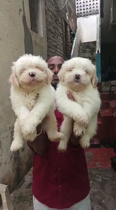 Shih Tzu | Black Color, farm video