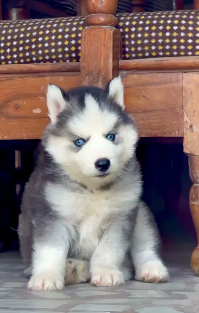 Siberian Husky Puppy | Black & White Color, farm video