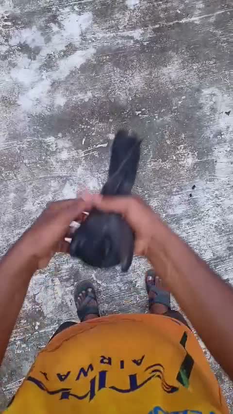 Satin Pigeon, farm video