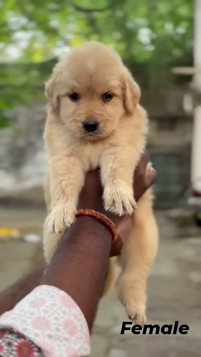 Golden Retriever, farm video