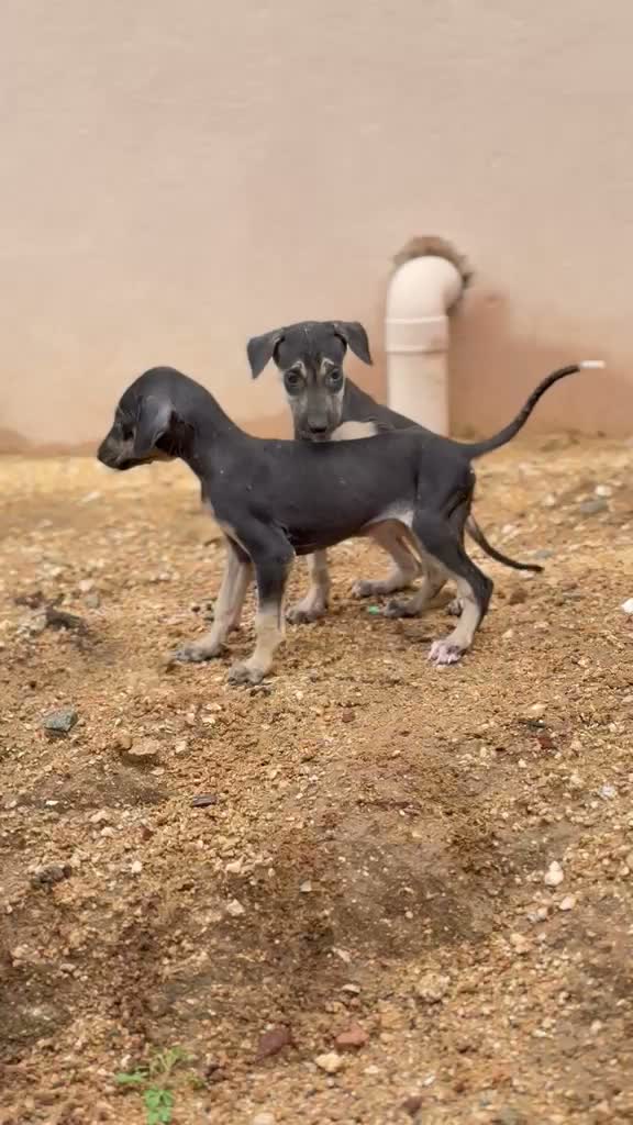 Kanni, farm video