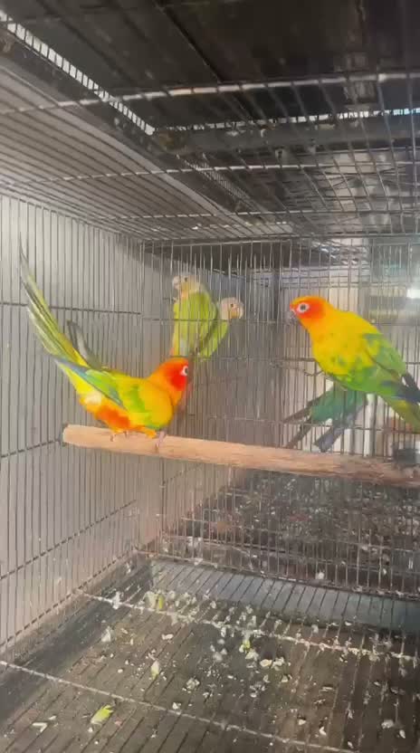 Sun Conure, farm video