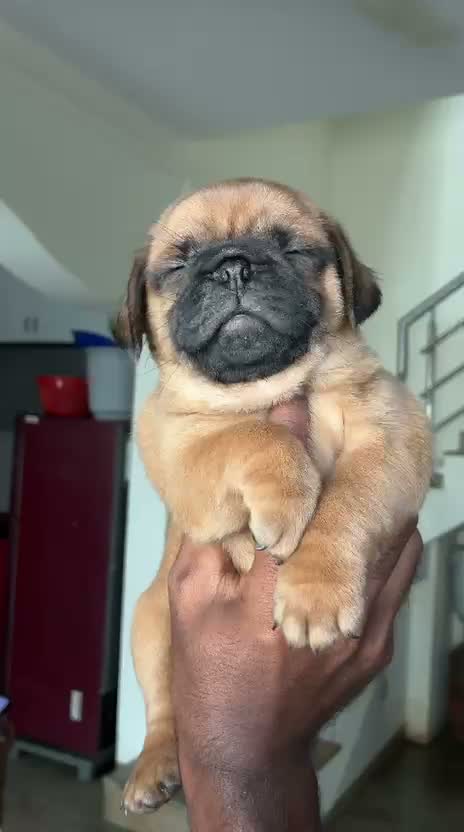 Pug Puppy, farm video