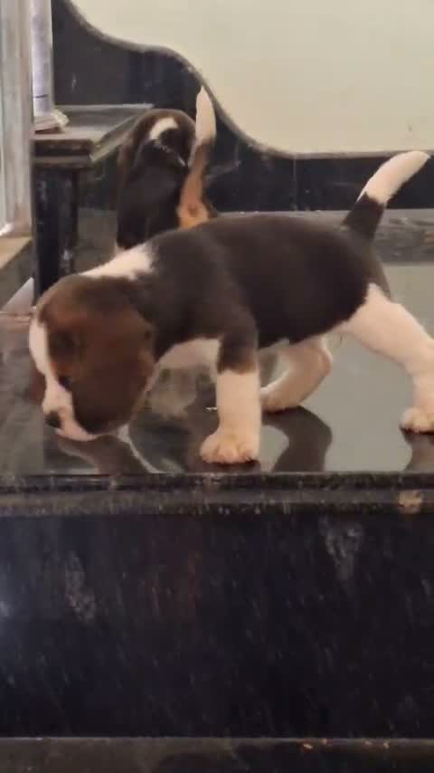 Beagle Black & Tan Puppy, farm video