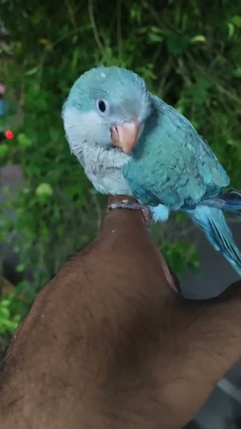 Red-rumped Parakeet, farm video