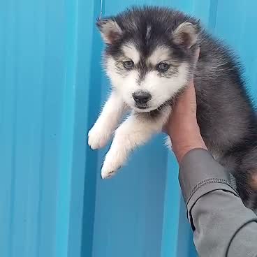 Siberian Husky Puppy | Black & White Color, farm video