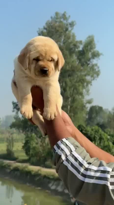 Beagle Black & Tan Puppy, farm video