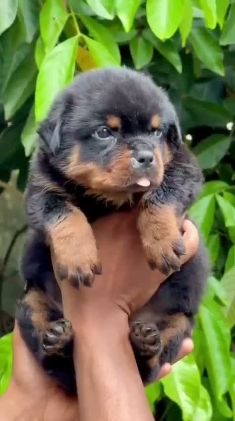 Rottweiler Puppy, farm video