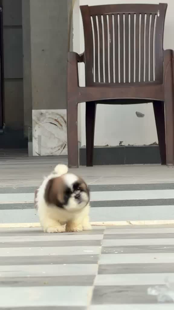 Shih Tzu | Black Color, farm video