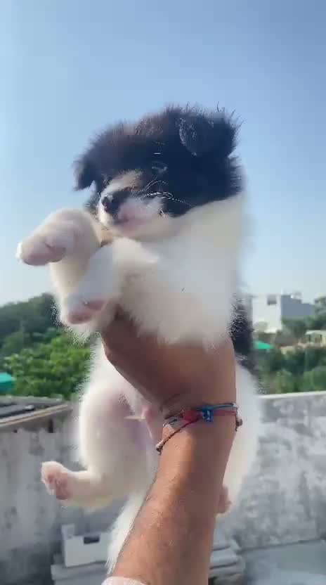 Pomeranian Puppy, farm video