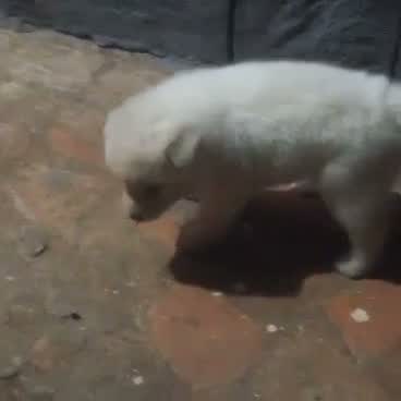 Pomeranian Puppy, farm video