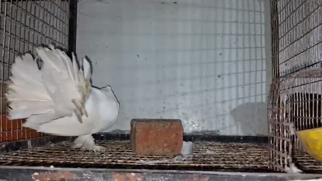 Homer Pigeon, farm video