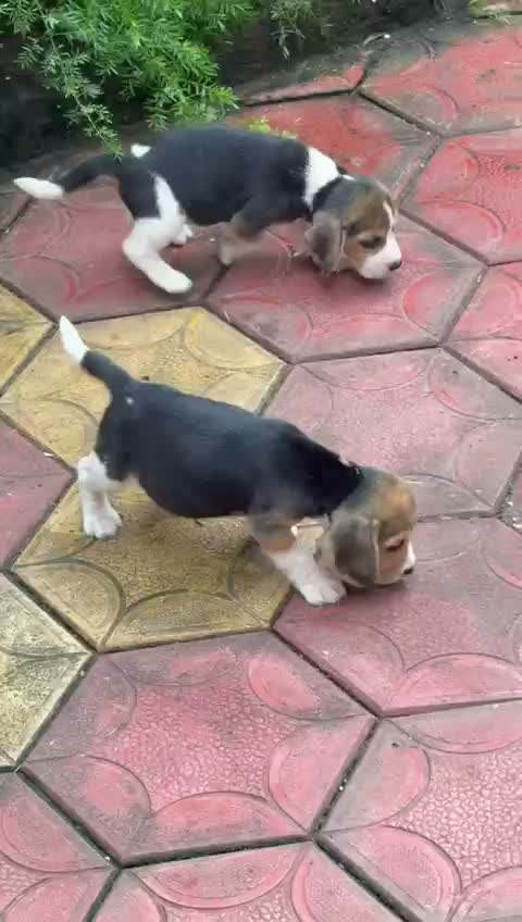 Beagle Black & Tan Puppy, farm video