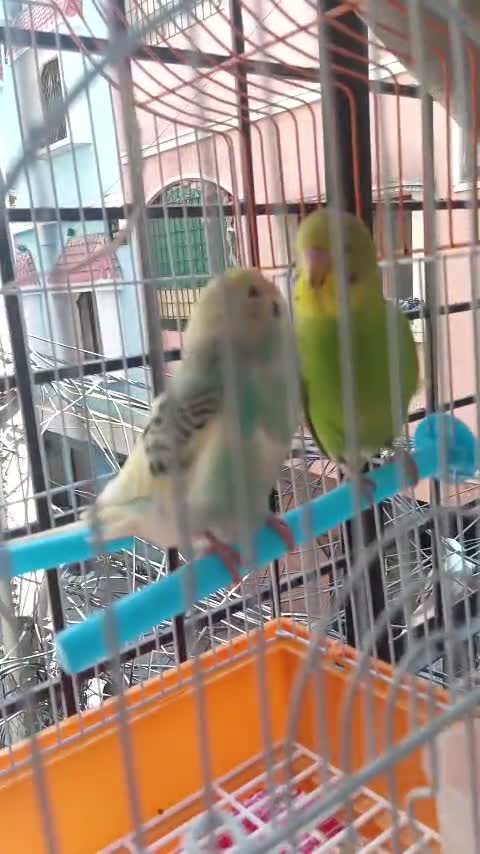 Budgies | Fallow, farm video