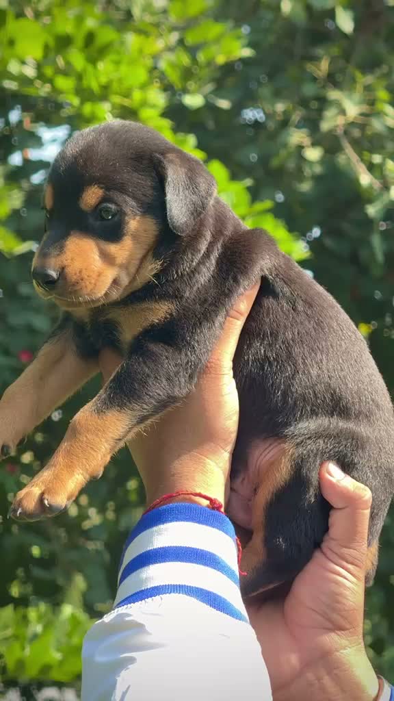 European Doberman Puppy | Black & Tan, farm video