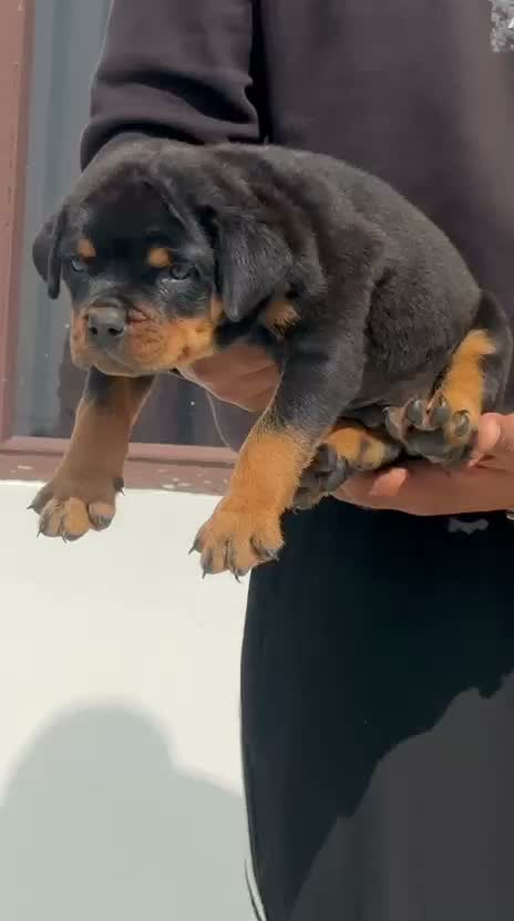 Rottweiler Puppy, farm video