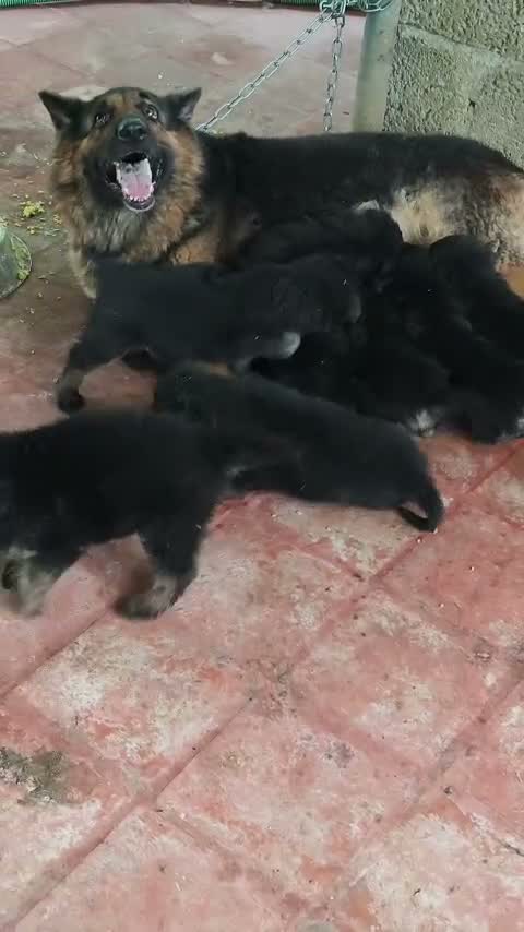 German Shepherd Puppy, farm video
