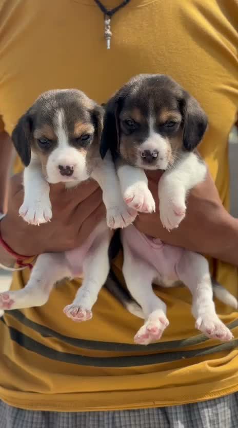 Dachshund Puppy | Brown, farm video